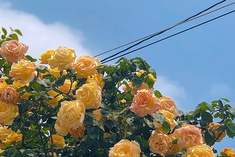 对女生表白送什么花1